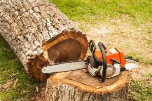 Why Expert Tree Removal Services Are Essential for Your Home and Business