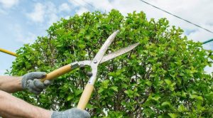 Why Professional Tree Pruning Services Are Essential for Your Commercial and Residential Space