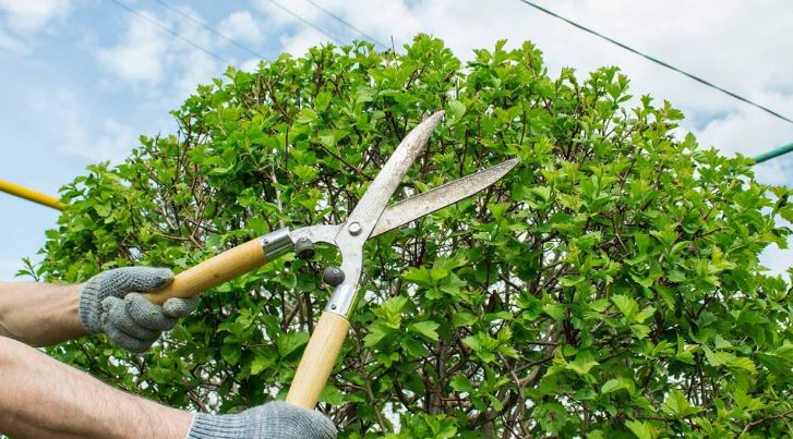 Professional Tree Pruning Services